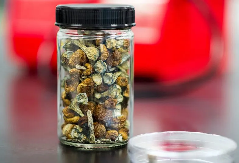 African Transkei Magic Mushrooms, a rare gem from the wild landscapes of South Africa. Known for their energetic effects and powerful visual stimulation